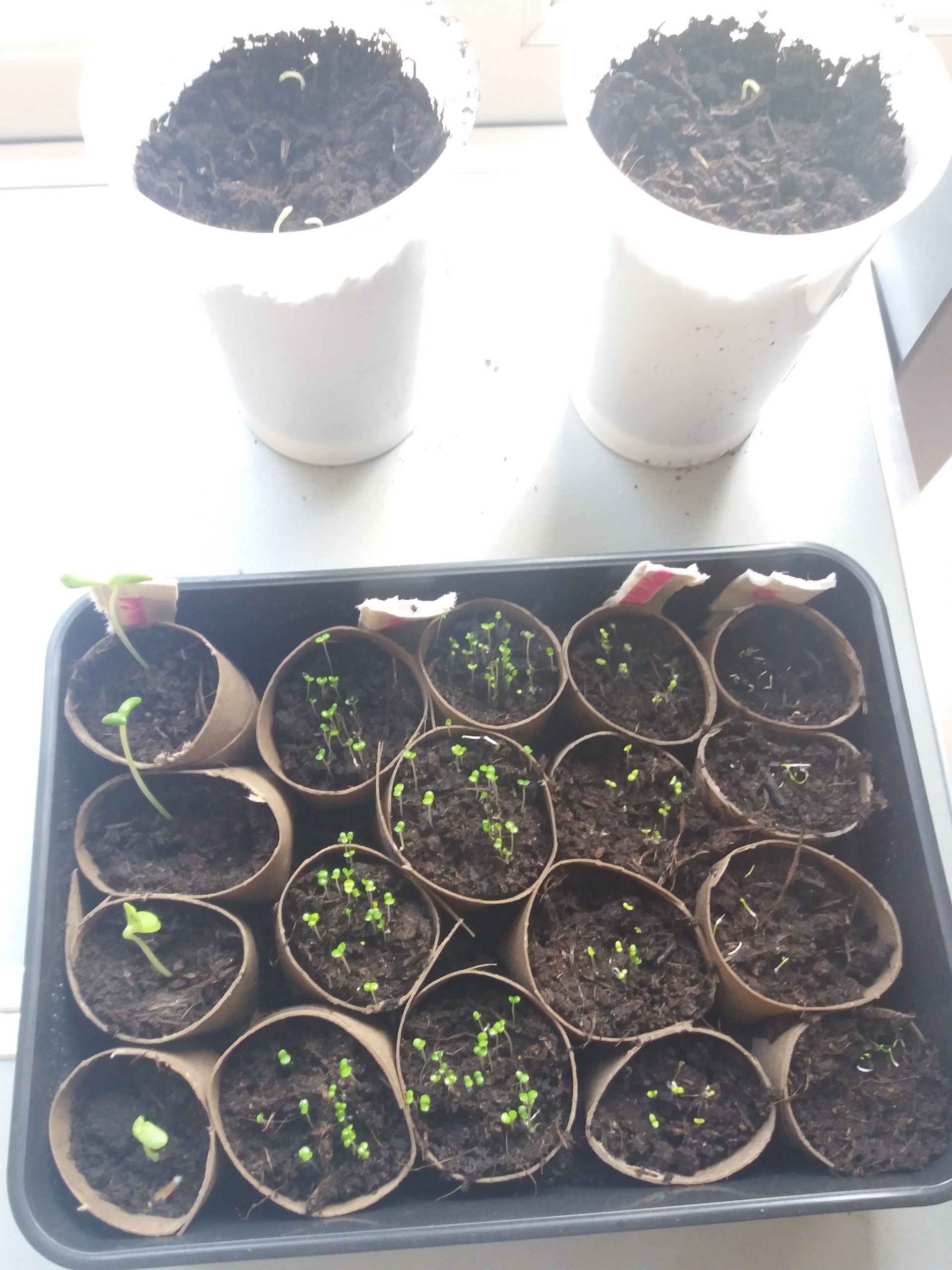 Growing seeds using recycled containers