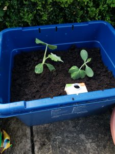 Pumpkin Seedlings - re-growing vegetables from food waste