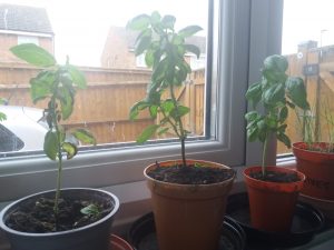 Basil Plants