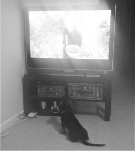 Wilbur Watching TV