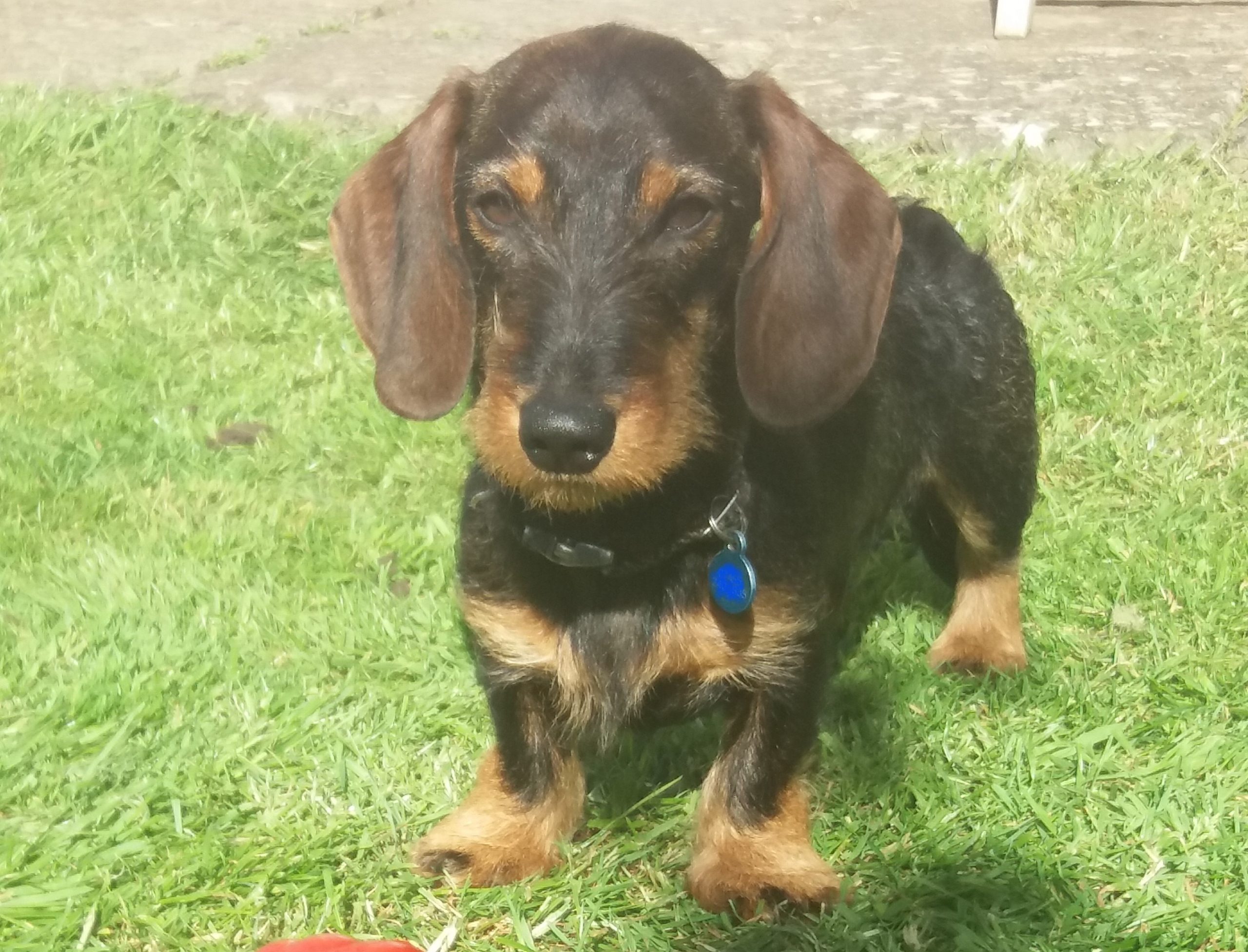 Wilbur the Wirehaired Dachshund Turns One – Puppy Recommendations!