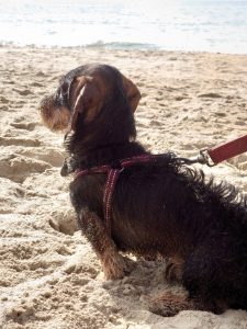 Wilbur at the Beach