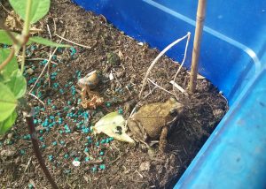 Frog in the container garden