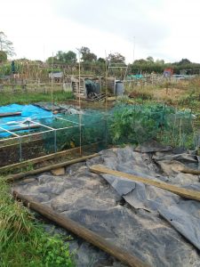 Autumn at the allotment