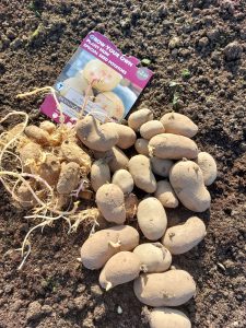 Planting potatoes at the allotment