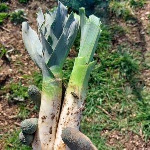 Winter Leeks at the allotment
