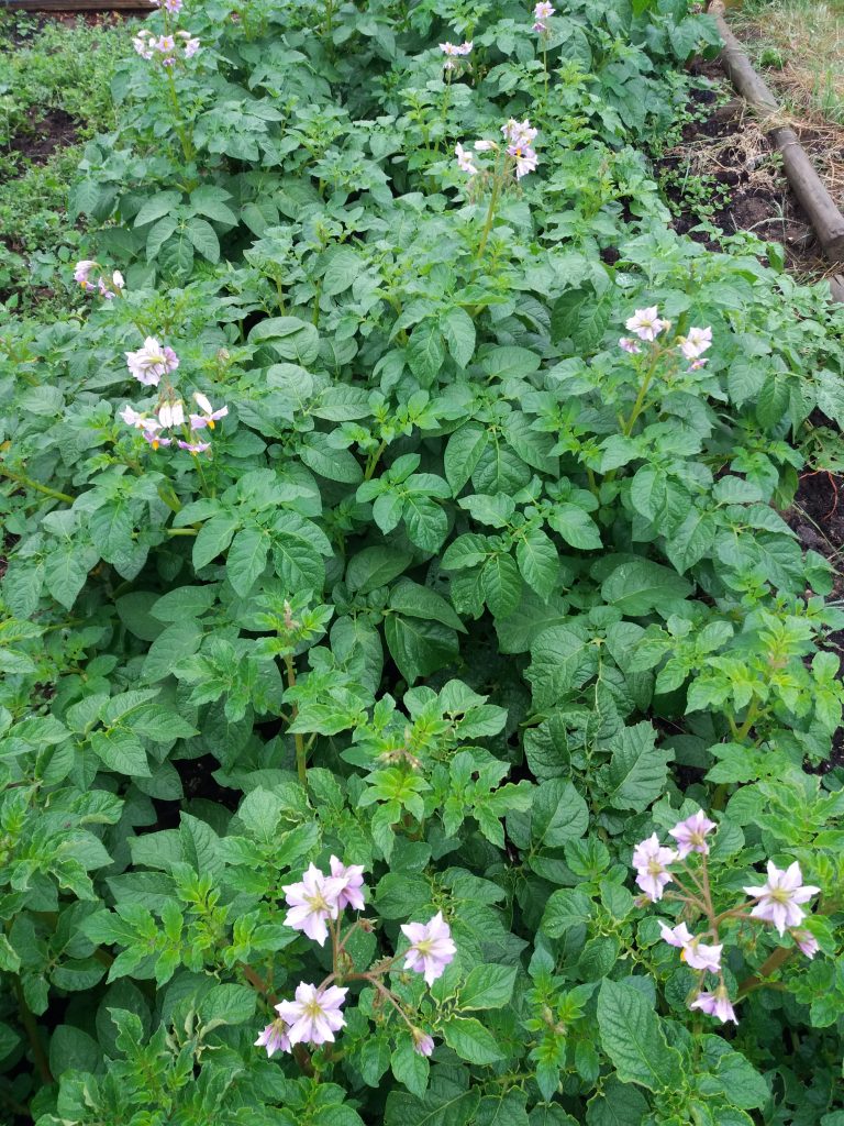 potato flowers