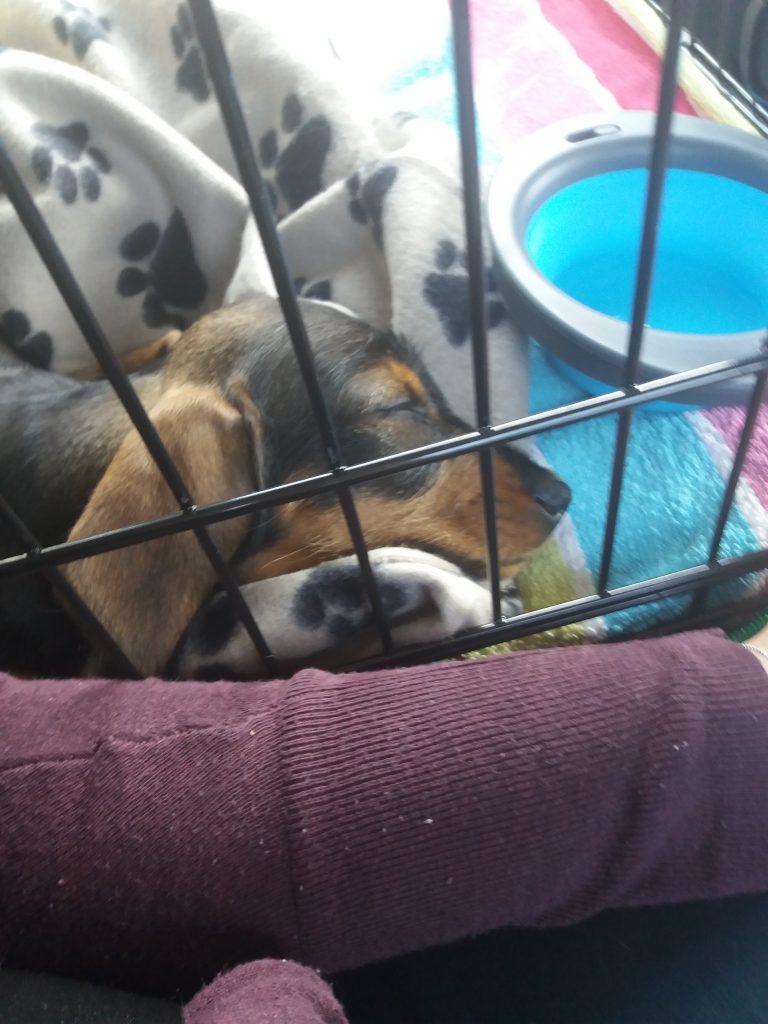 photo of puppy in crate