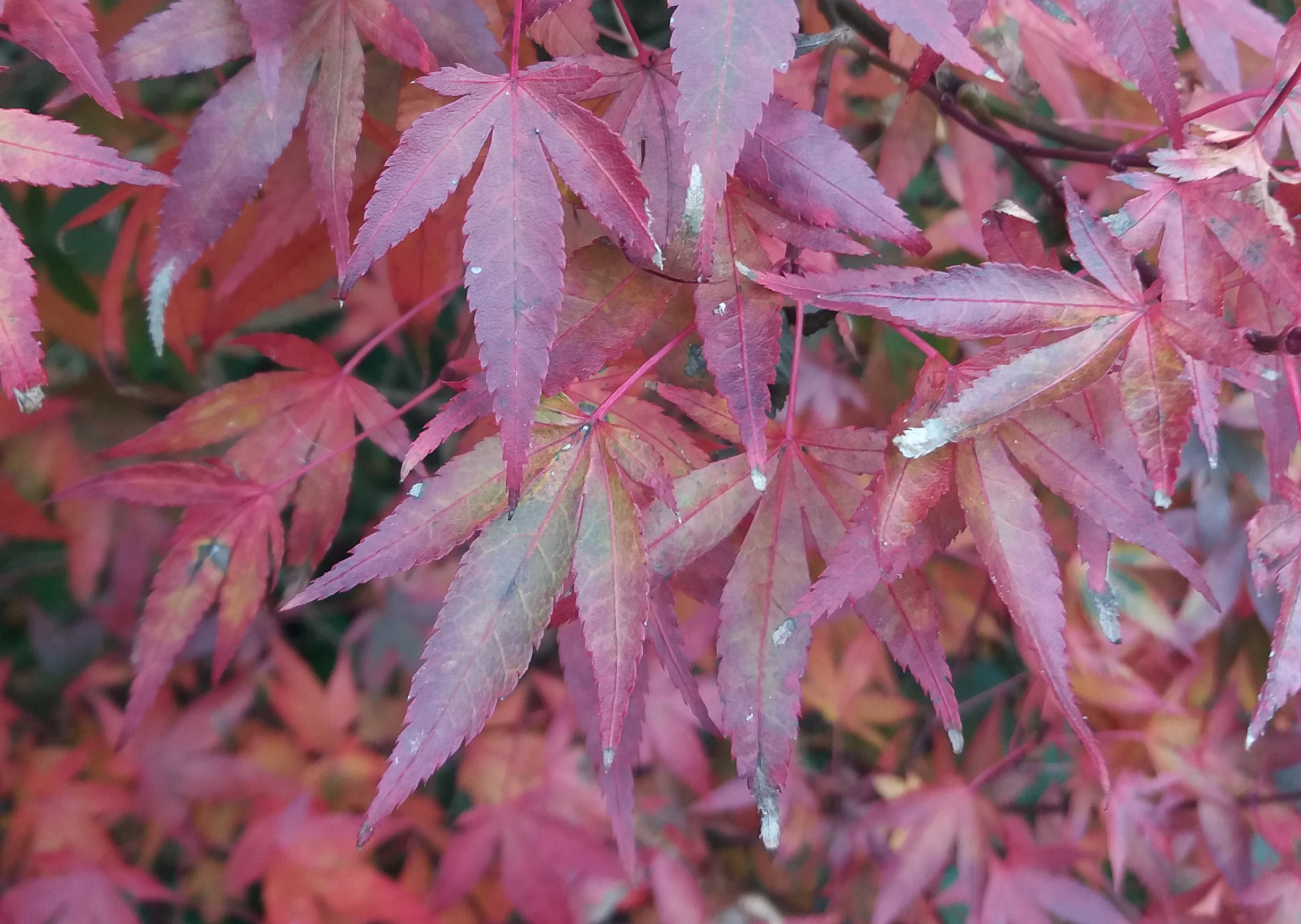 Acer Leaves