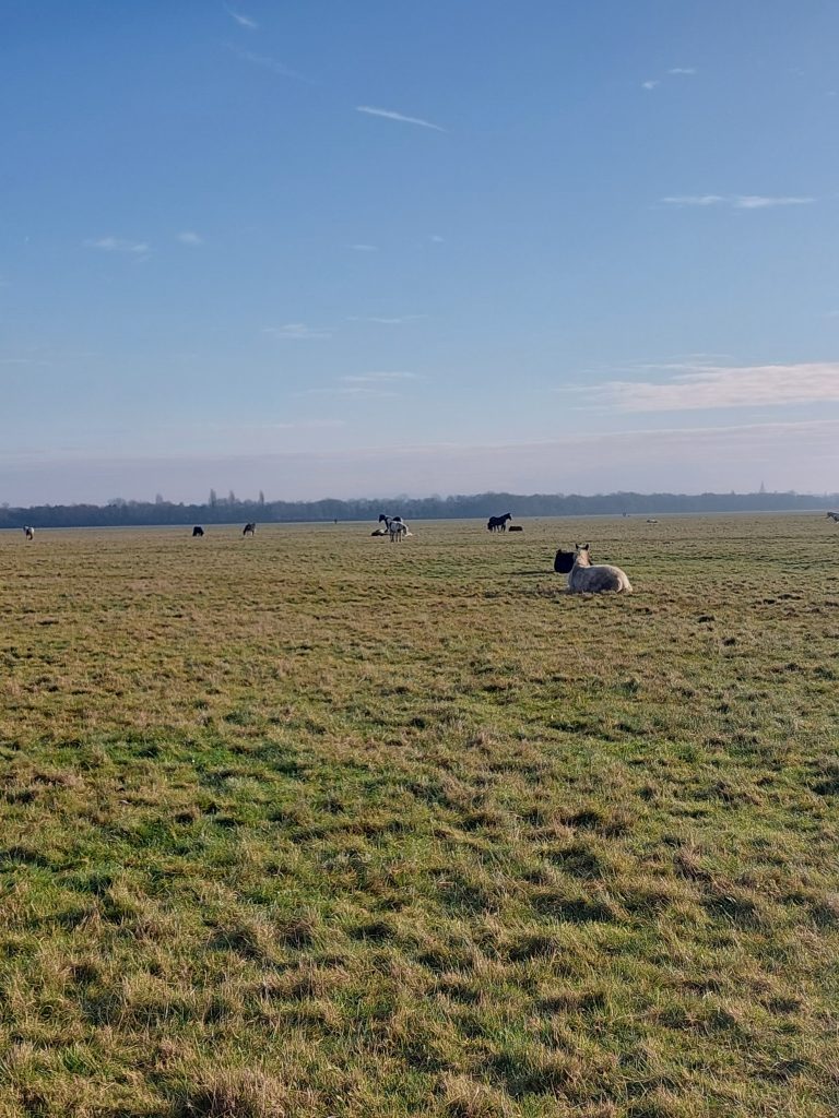 Horses grazing in Port Meadow