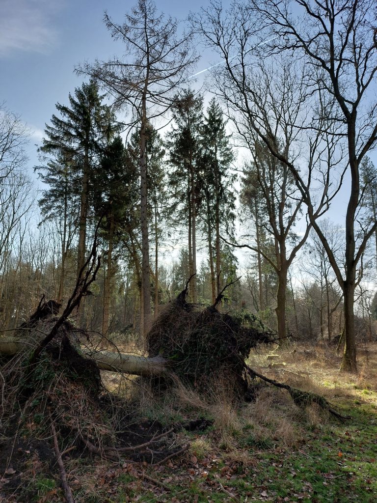 Fallen tree Storm Eunice
