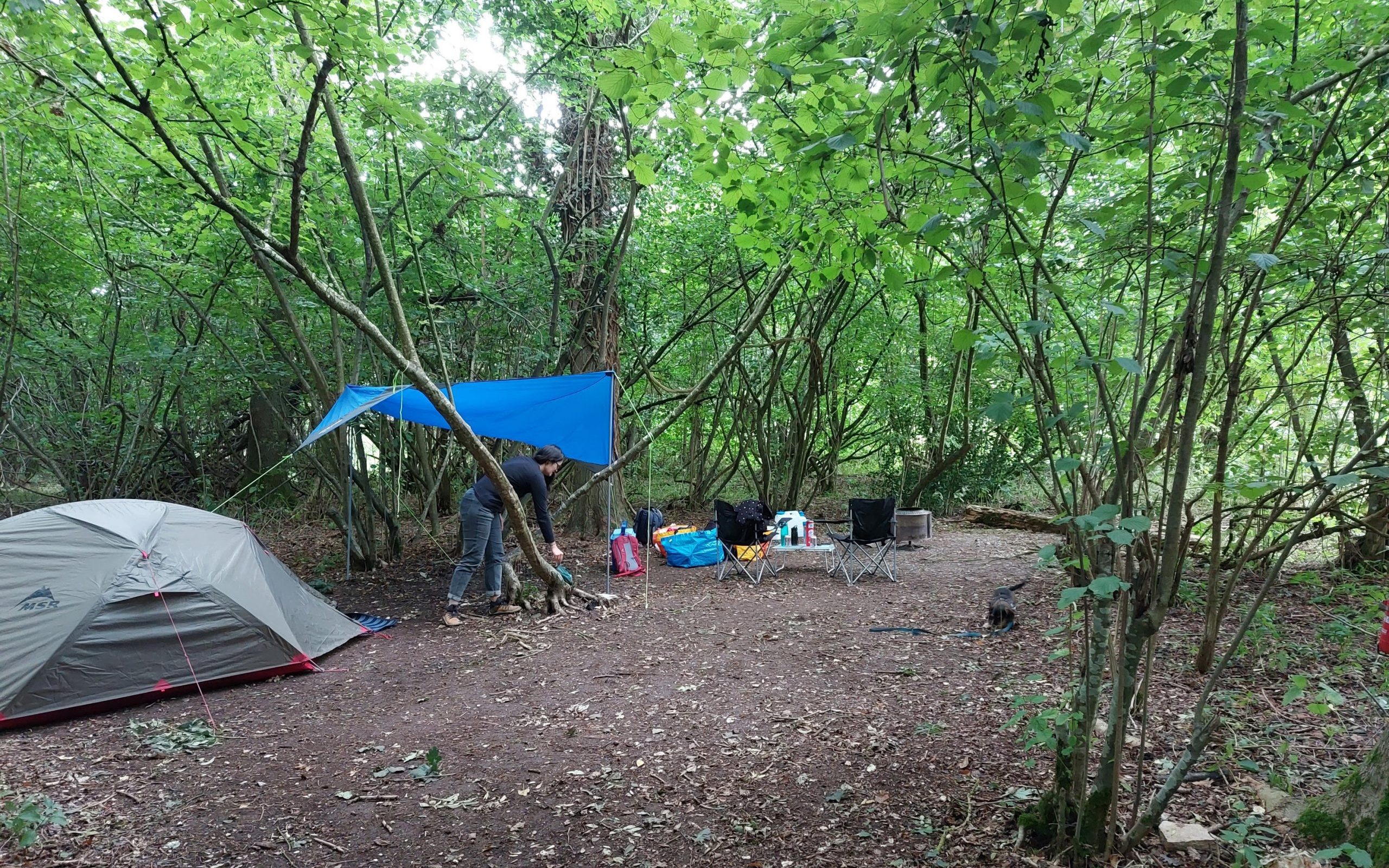Woodlands camping